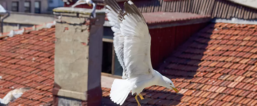 Residential Chimney Animal Removal Solution in Union City, GA